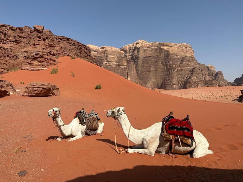 Bedouin Holidays Camp And Jeep Tours Hotel Wadi Rum Bagian luar foto